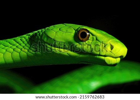 Close-up of a venomous Eastern Green Mamba (Dendroaspis angusticeps)  Royalty-Free Stock Photo #2159762683