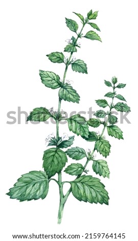 Watercolor hand drawn Lemon balm medicinal herb isolated on white background. Vector illustration Royalty-Free Stock Photo #2159764145