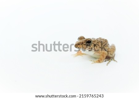 Up of one Cricket Frogon a white background