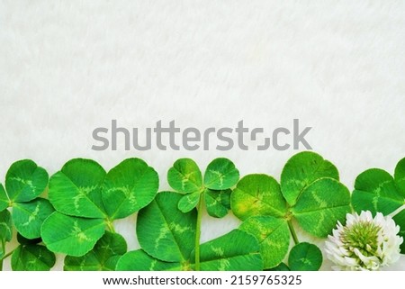 A white background with a refreshing image of four-leaf clovers and three-leaf clovers that carry happiness.