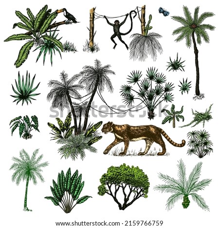Wild tiger and exotic plants. Toucan bird and monkey. Banana and agave and succulent. Tropical trees. Eastern landscape. Exotic nature. Linear Jungle. Hand drawn sketch in vintage style.