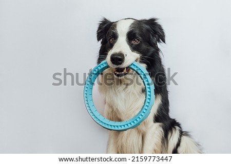 Pet activity. Funny puppy dog border collie holding blue puller ring toy in mouth isolated on white background. Purebred pet dog wants to playing with owner. Love for pets friendship companion concept Royalty-Free Stock Photo #2159773447