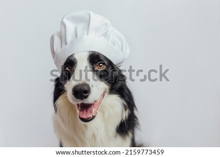 Funny puppy dog border collie in chef cooking hat isolated on white background. Chef dog cooking dinner. Homemade food restaurant menu concept. Cooking process