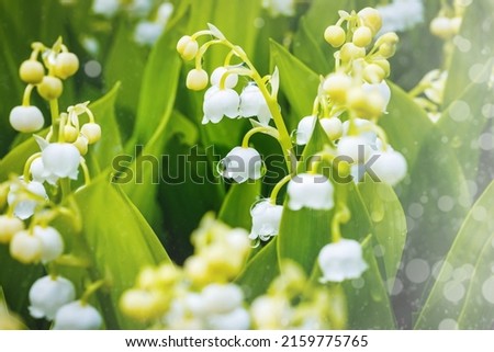White flowers Lilly of The Valley in rainy garden. Lily of the valley (Lily-of-the-valley) white small fragrant flowers in green leaves. Convallaria majalis  woodland flowering plant. Royalty-Free Stock Photo #2159775765