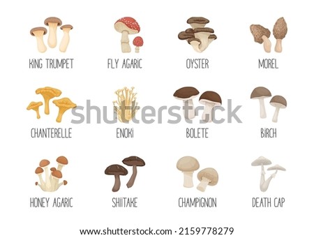 Vector Edible and Poisonous Inedible Mushrooms. Hand Drawn Cartoon Mushroom Icon Set. Different Mushrooms Isolated on White. Fly Agaric, Champignon, Death Cap, Shiitake, Enoki, King Trumpet, Bolete Royalty-Free Stock Photo #2159778279