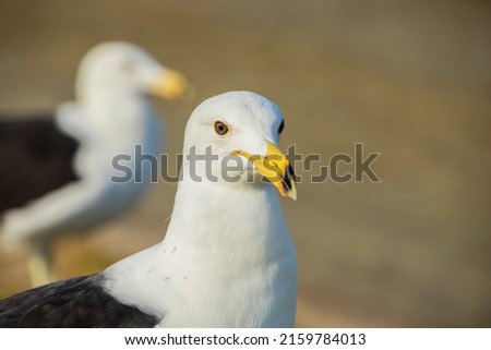 beautiful outdoor daytime pictures of seagulls on the beach