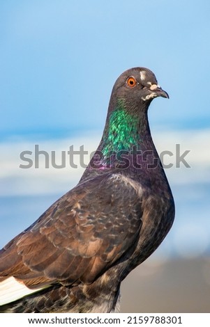 pictures of pigeons outdoors on the shore of the beach on a sunny day
