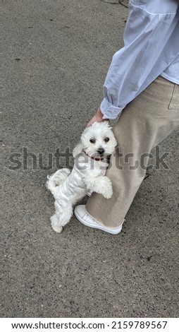 Little white puppy hugs a person.