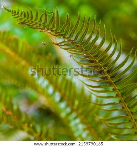 Ferns leaves green foliage. Botany concept. Ferns jungles. Exotic tropical ferns with shallow depth of field. Perfect natural fern pattern. Beautiful background made with young green fern leaves Royalty-Free Stock Photo #2159790165