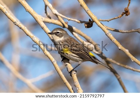Close up of a female Yellow-rumped Warbler (Myrtle variety) during the breeding season, with beautiful mixed brown feathers and yellow patches, perched on a branch.