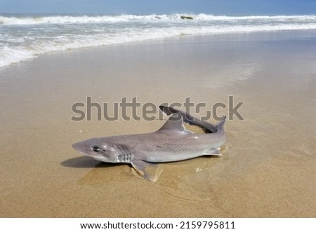 A spiny dogfish shark on the beach being caught and released Royalty-Free Stock Photo #2159795811