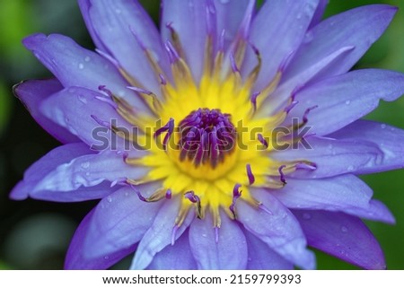 A close-up photo of a purple  water lily.   Waterlily (Nymphaea, teratai) is the genus name for aquatic plants of the Nymphaeaceae tribe. The color has a special symbol in spirituality.