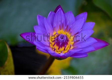 Close up shot of blue lotus(Egyptian blue flower) in pond