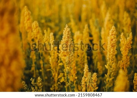 close up of yellow quinoa fields. Agriculture and healthy food concept. (Peru)