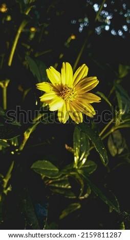 pictures of small wild sunflowers in the Indonesian forest
