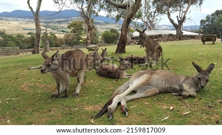 View of a group of kangaroos (mob, troop, or court) resting on the ground. It is a marsupial from the family Macropodidae (macropods, meaning "large foot") - genus Macropus. Australian native animal. 