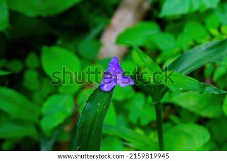A Virginia Spiderwort blooms by the trail that leads to Amicalola Falls, near Dawsonville, Georgia.