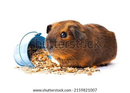 Cute little brown guinea pig nibbles pet food on white background. Domestic guinea pig. Royalty-Free Stock Photo #2159821007
