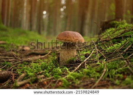 Low angle view of a Cep or Boletus Mushroom growing on lush green moss in a forest. Boletus edulis, known as the Cep, Porcino or Penny-bun Bolete Royalty-Free Stock Photo #2159824849