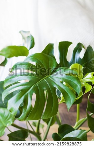 Beautiful monstera leaves in a pot. The appearance of a new leaf. Home plants, care and reproduction. Ideal for illustrating an article about potted flowers