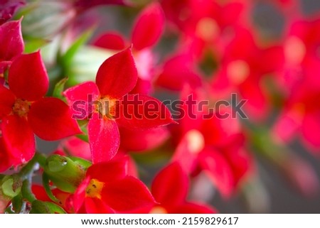 Kalanchoe Flower. Colors of Nature
