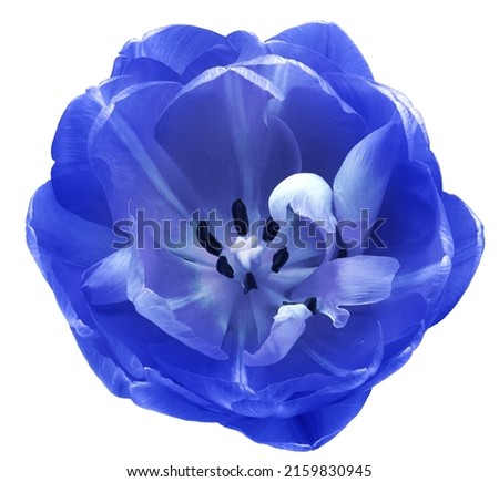 Blue   tulip flower  on white isolated background with clipping path. Closeup. For design. Nature. 