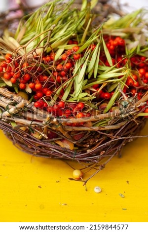 Nice ripe bunches of rowan berries in a wicker basket on yellow background. Still rowan berries in the basket. red mountain ash in a wicker basket. Autumn concept.