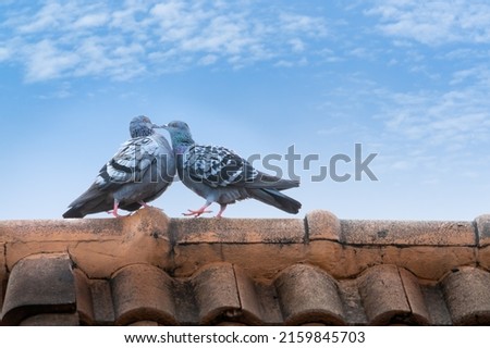 Portrait, Columba livia or Two pigeons birds in love privately kissing happy on the roof of the house their natural on a romantic Valentine's Day. Leave space for text input