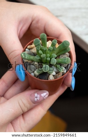 Women's hands hold a pot with the succulent frithia pulchra. Selective focus. Picture for articles about hobbies, plants.
