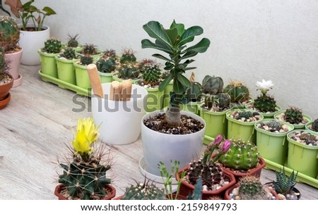 On the table there is a white pot with an adenium plant, other succulents and cacti, tools. Space for text. Selective focus. Picture for articles about hobbies, plants.