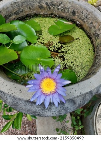 Nymphaea purple, live in pots. Lotus flowers are violet, yellow with green leaves.