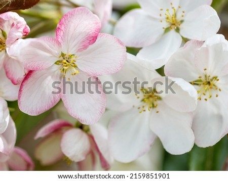 Blossoming apple. Branch of apple tree pink and white flowers in bloom in the spring. Close-up. Blurred natural floral full frame background. Soft selective focus