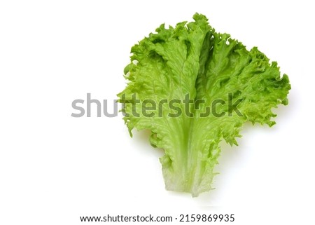 Fresh lettuce leaf isolated on white background. Copy space. Royalty-Free Stock Photo #2159869935