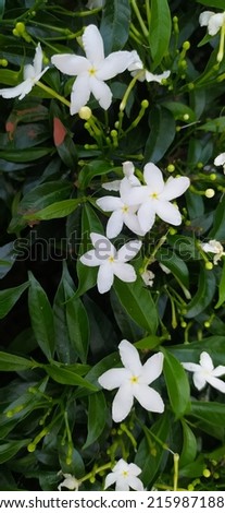 Jasmine is an ornamental flower plant in the form of erect-trunked shrubs that live chronically. Jasmine is a genus of shrubs and vines in the olive family.