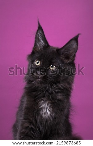 Black Maine Coon Kitten on a pink background. cat portrait in photo studio