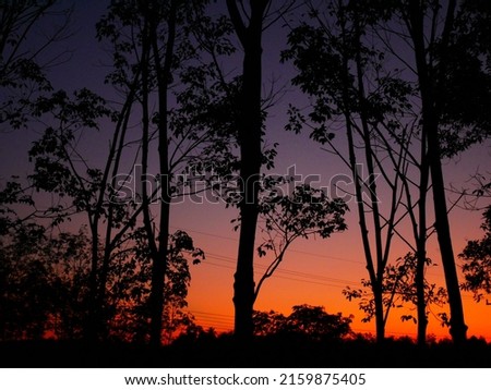 sunset in the rubber forest