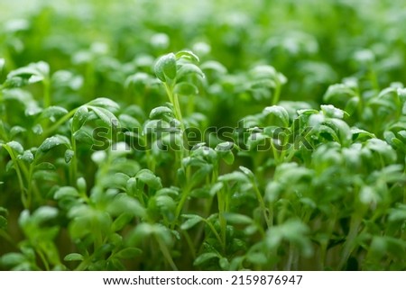 Green fresh leaves of cress salad with drops of water, watercress microgreens close up with soft focus. Homegrown herbs. Healthy nutritious super food concept Royalty-Free Stock Photo #2159876947