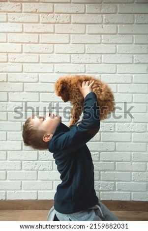 A boy of 6-7 years old holds a fluffy brown poodle puppy in his hands, lifting it up against the background of a white brick wall