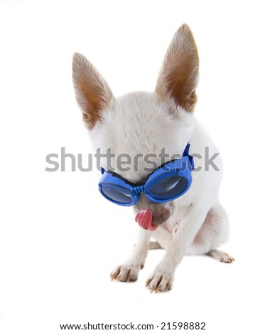 a tiny chihuahua with blue goggles on