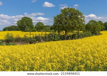Fields of rapeseed or canola near Bothkamp in Schleswig-Holstein, North Germany. With a hedgerow (Knick) with some oaks seperating the rapeseed fields. Royalty-Free Stock Photo #2159898451