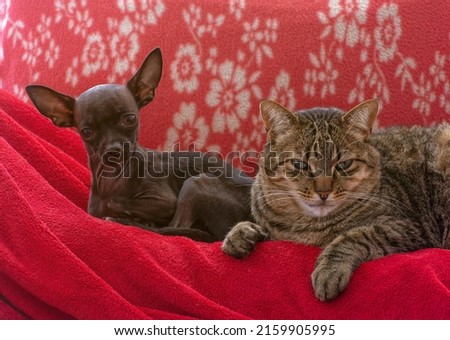 dog and cat lying together on red cloth