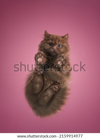 kitten below. Photo from under the pet. longhaired British cat on a pink background