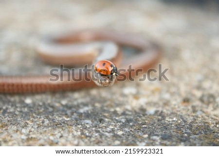 Dangerous snake meeting a cute and tiny ladybug