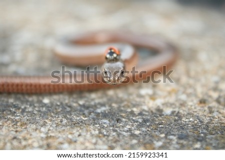Dangerous snake meeting a cute and tiny ladybug