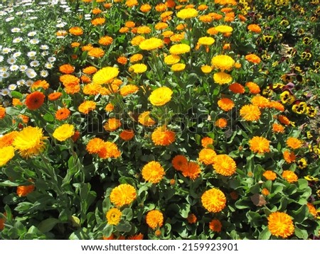 Calendula with a bright orange color that blooms in the flowerbed in spring