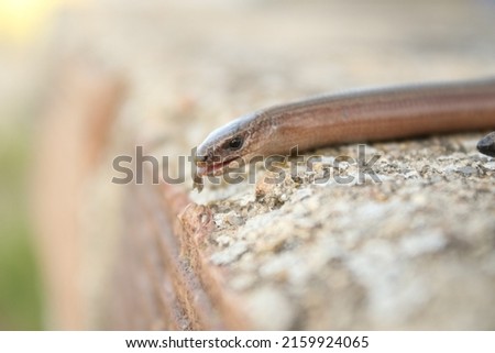 Amazing slowworm resting close up.