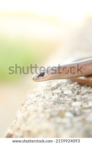 Amazing slowworm resting close up.