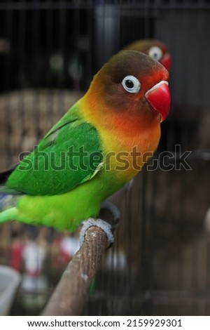 the beauty of the color of the lovebird's feathers
