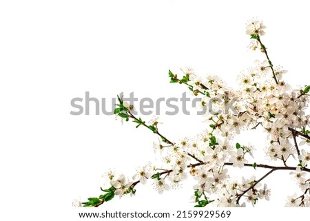 Blooming cherry plum branches isolated on white background. Festive greeting card, traditional spring flowers. Flat lay, mockup, template Royalty-Free Stock Photo #2159929569