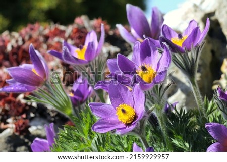 Pasque flower blossoms - pulsatilla vulgaris in the garden, in spring with a blurred background, macro photography, closeup Royalty-Free Stock Photo #2159929957